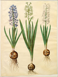 H. orientalis, hyacint