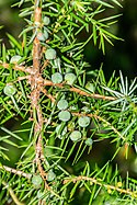 Juniperus communis in Causse Comtal.jpg