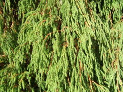 Description de l'image Juniperus recurva.jpg.