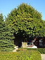 Sweet chestnut at the courtyard on Neulouisendorfer Strasse