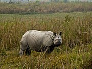 An Indian rhinoceros in Kaziranga National Park