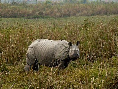 Hindia rinocero en Nacia Parko Kaziranga