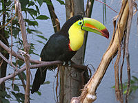 Toucan, Keel-billed Ramphastos sulfuratus