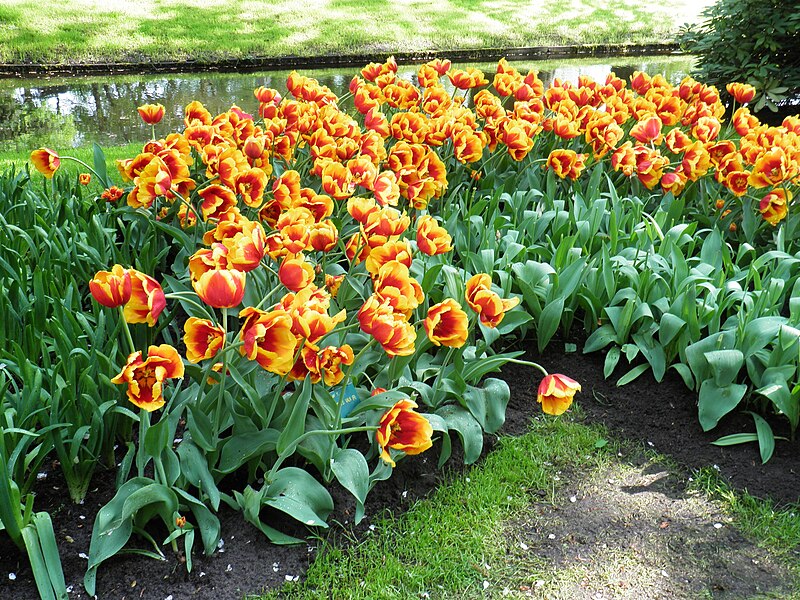 File:Keukenhof ap 0047.jpg