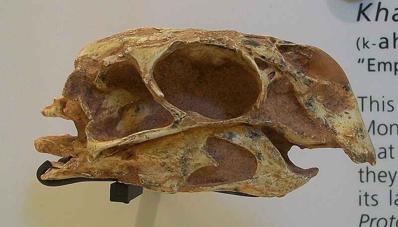 File:Khaan mckennai AMNH 29051 cast.jpg