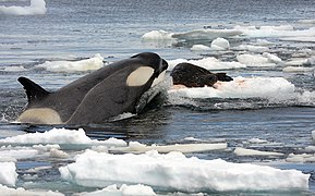 L'orque se nourrit notamment de phoques, y compris parfois de léopards de mer. Elle n'a lui-même aucun prédateur : c'est une superprédatrice.