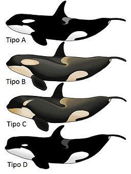 Killer Whale Types es