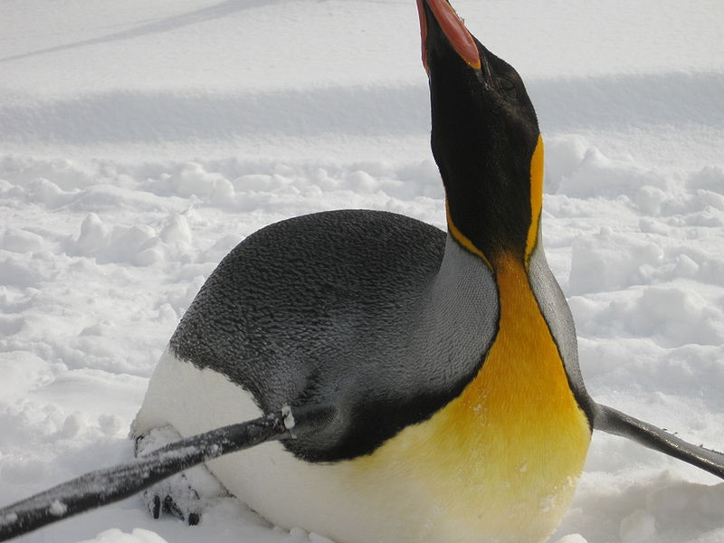 File:King Penguin's Toboggan in Asahiyama Zoo.jpg