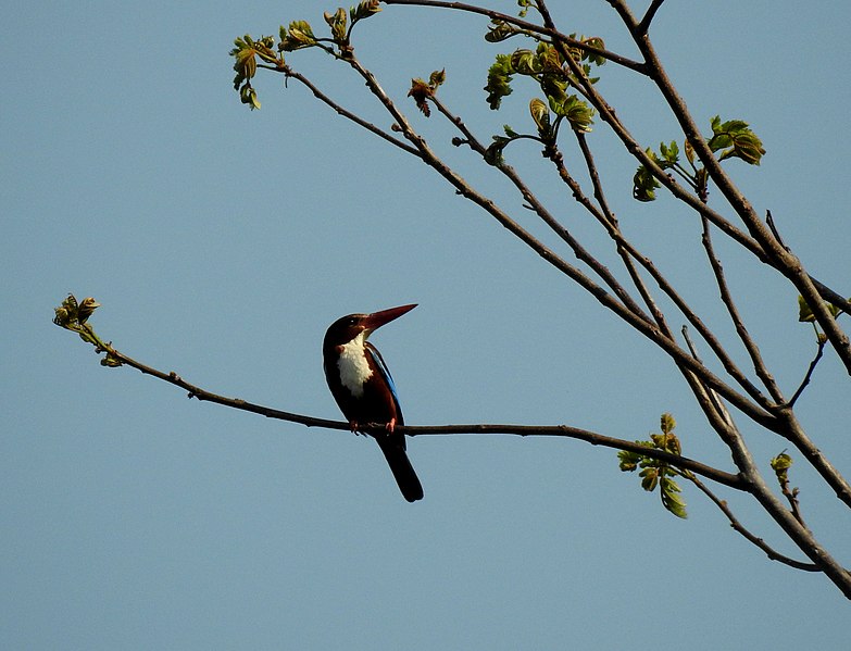 File:Kingfisher waiting.jpg