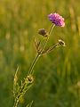 * Nomination Field scabious (Knautia arvensis) --Iifar 16:10, 19 June 2013 (UTC) * Promotion Good quality. --NorbertNagel 16:30, 19 June 2013 (UTC)