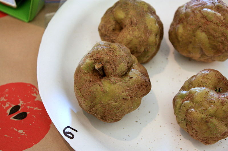 File:Knobby Russet (5207258663).jpg