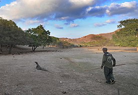 Komodo di Pulau Rinca