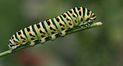 Thumbnail for File:Koninginnepage - Papilio machaon L.jpg