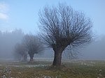 Pollard willows in Glanegg