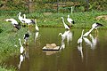 郷公園西公開ケージ They are bred in Hyogo Prefectural Homeland for the Oriental white Stork, to return to wildlife. And herons are gathering to want food for storks.