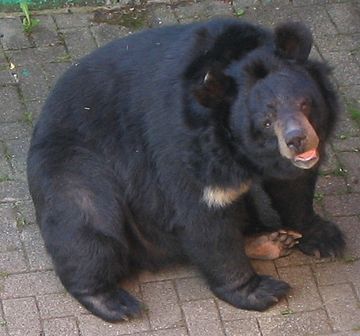 File:Kragenbär.jpg