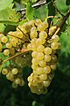 * Nomination Grapes, probably Welschriesling, in Southern Styria --Clemens Stockner 18:55, 12 October 2018 (UTC) * Promotion  Support Good quality. --Ermell 19:01, 12 October 2018 (UTC)