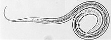C. oncophora'nın L3 evre larvası. Russel Avramenko.jpeg'in izniyle