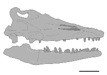 Outline of holotype skull LACM 2759 outline.svg