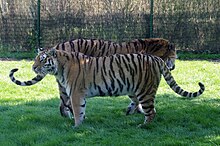 Tigr mascul în spatele unui tigr feminin