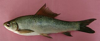 Kuria labeo Species of fish