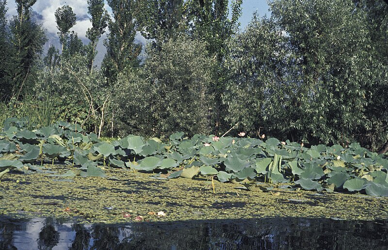 File:Ladakh1981-105.jpg