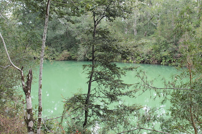 File:Laguna verde debido a algas.JPG