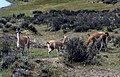 Guanakos an der Laguna Amarga