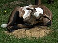 Lamm Kamerunschaf Tierpark Bretten.JPG