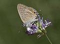 * Nomination A male pea blue (Lampides boeticus) caught by a crab spider (Thomisidae sp.) camouflaged in alfalfa flower. Adana - Turkey. --Zcebeci 11:13, 9 August 2017 (UTC) * Promotion excellent Charlesjsharp 11:15, 9 August 2017 (UTC)