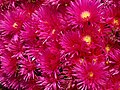 Lampranthus sp.