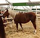 Landwirtschaftliches Hauptfest Süddeutsches Kaltblut.jpg