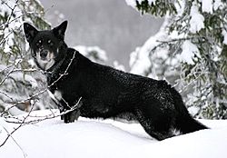 Finnisch-Lappland-Schäferhund