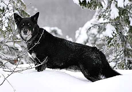 Lapponian Herder