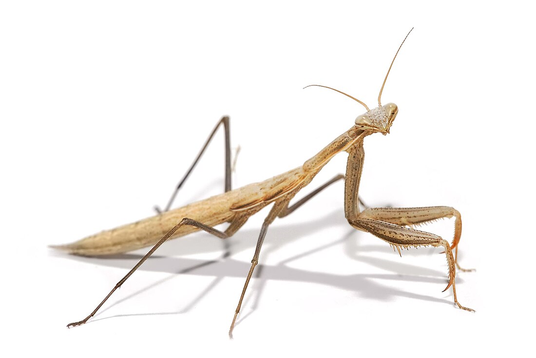 Mantidae