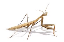 Suuri ruskea mantid white.jpg