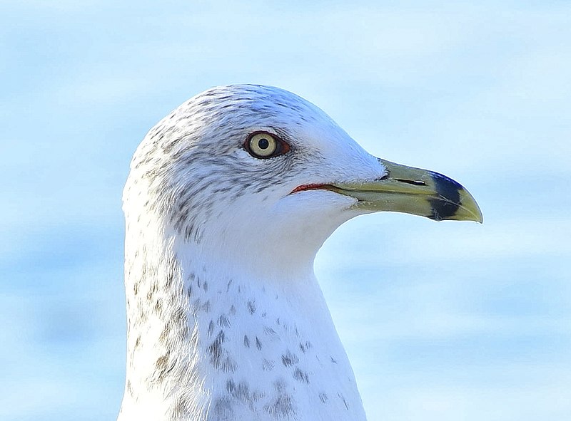 File:Larus delawarensis head Ontario.jpg