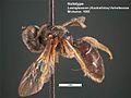 Lasioglossum fulvofasciae female holotype.jpg