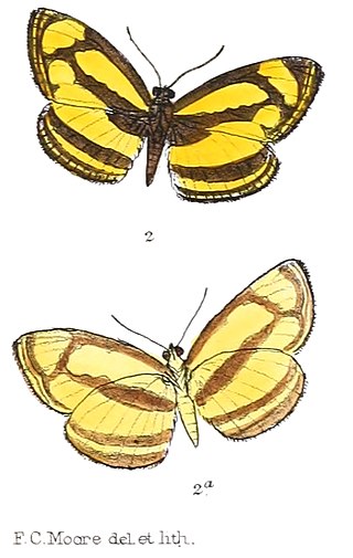 <i>Lasippa tiga</i> Species of butterfly