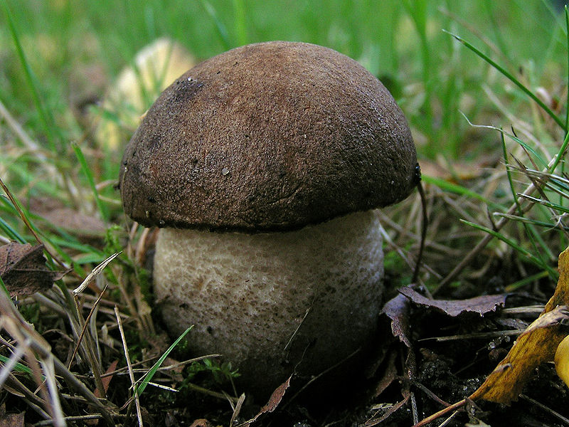 File:Leccinum melaneum.jpg