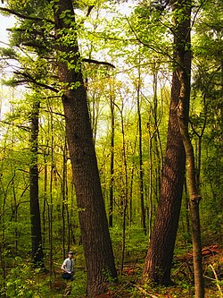 Yaşlı beyaz çamlar, Delaware Eyalet Ormanı