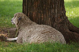 A Leicester Longwool at Colonial Williamsburg Leicester sheep, Virginia.jpg
