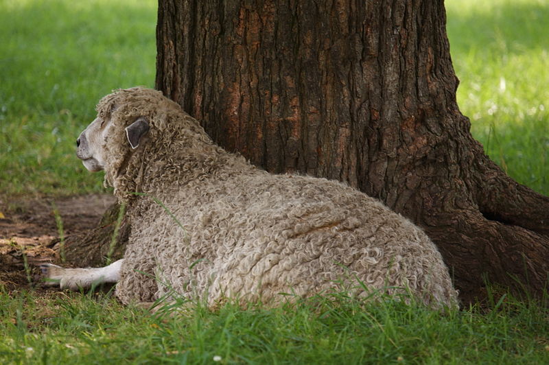 File:Leicester sheep, Virginia.jpg