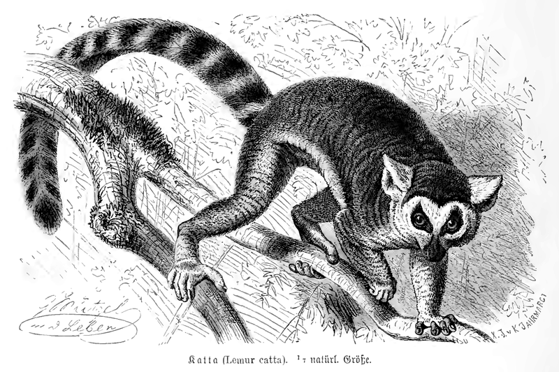 File:Lemur catta - Brehms.png