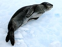 Leopard seal (Hydrurga leptonyx).jpg