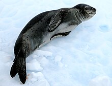 Leopard seal (Hydrurga leptonyx).jpg