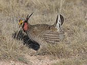 Galliformes: Descrizione, Biologia, Tassonomia