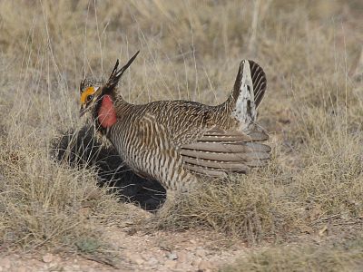 Patten and Kelly propose that a perceptual trap is acting on populations of the lesser prairie chicken Lesser Prairie Chicken.jpg