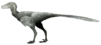 Kehidupan rekonstruksi Stenonychosaurus.png