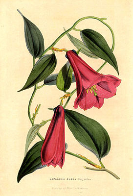 Lapageria rosea